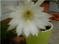 b06a7017-Picture 357.jpg